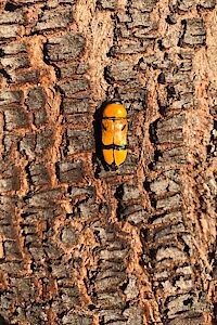 Temognatha flavicollis, larval host plant, Allocasuarina verticillata, recently emerged beetle on trunk (near to exit hole with fresh frass), SL, photo by Asimakis Patitsas